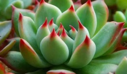 小鲜肉多肉馆爆料视频大全,视频大全揭秘馆内精彩瞬间